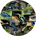 Ants-and-Frogs
